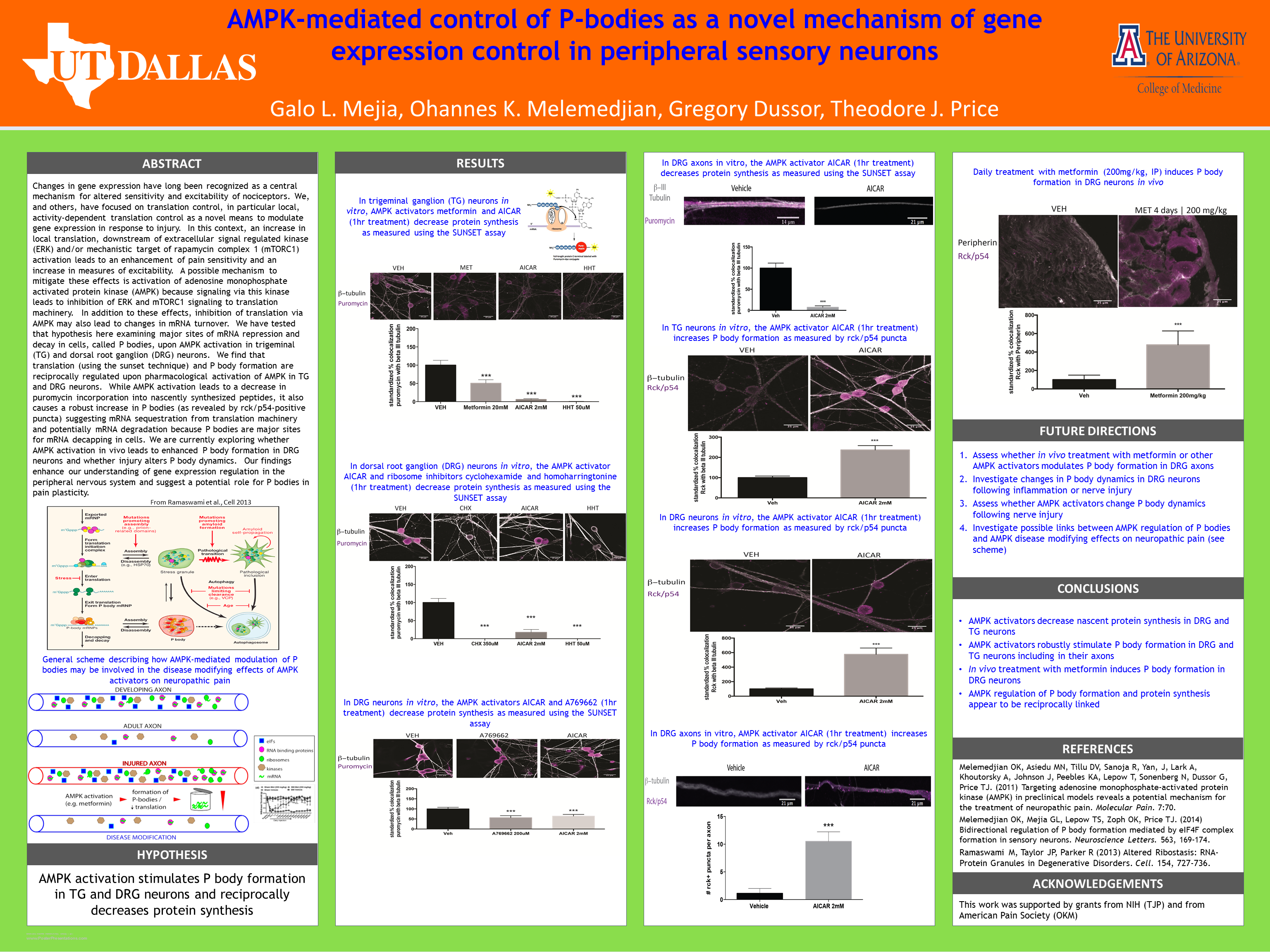 AMPK-mediated control of P-bodies as a novel mechanism of gene expression control in peripheral sensory neurons