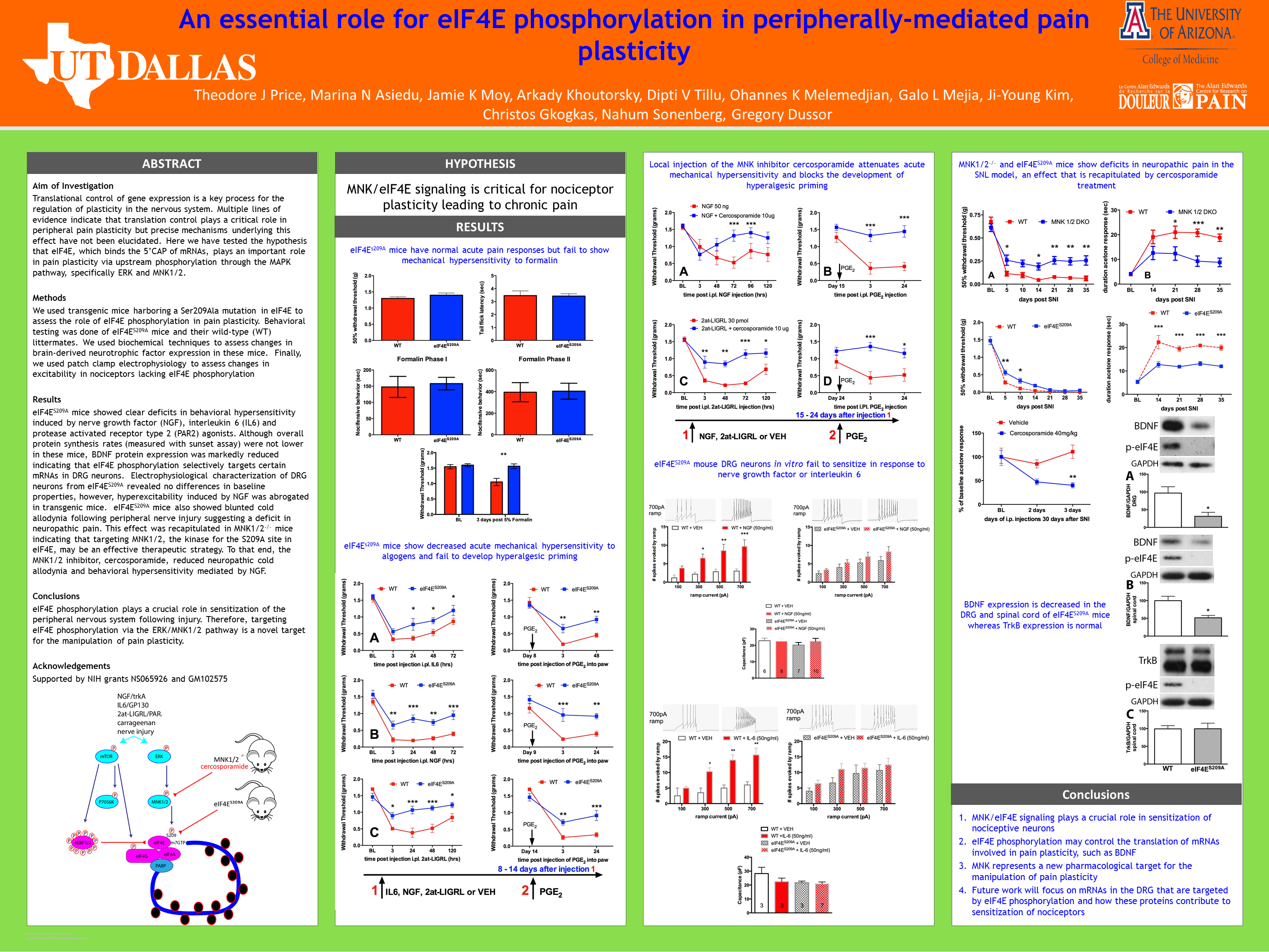An essential role for eIF4E phosphorylation in peripherally-mediated pain plasticity