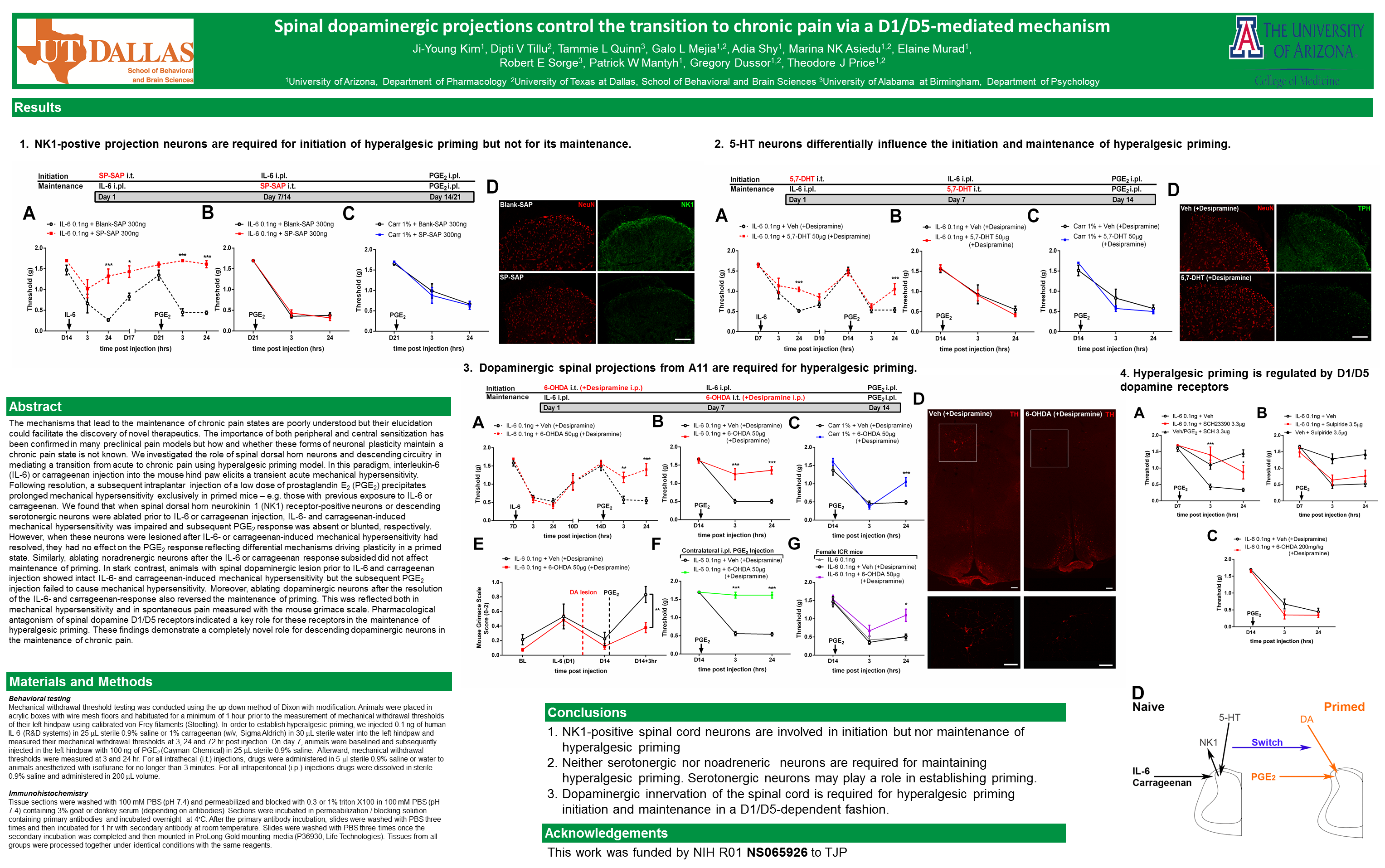 Spinal dopaminergic projections control the transition to chronic pain via a D1/D5-mediated mechanism