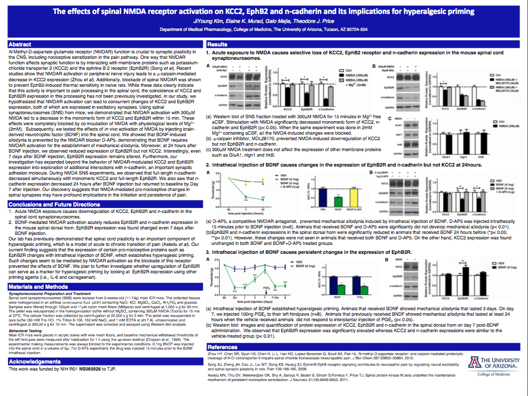 The effects of spinal NMDA receptor activation on KCC2, EphB2 and n-cadherin and its implications for hyperalgesic priming